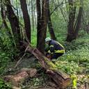 18.05.2018 Baum auf Fahrbahn